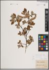 Foto von Salix caprea L.